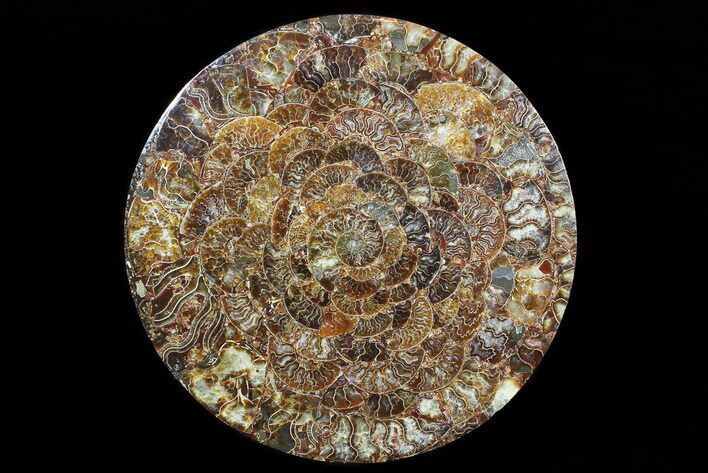 Composite Plate Of Agatized Ammonite Fossils #77778